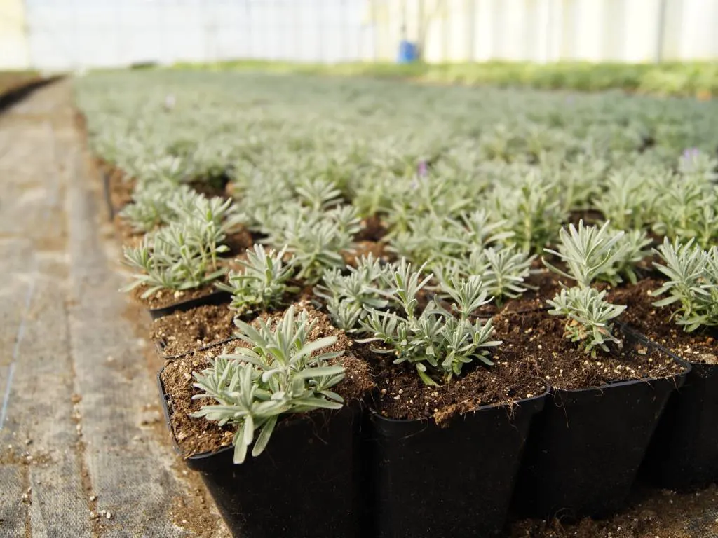 Vaade Marcinków 3 taimeaiast