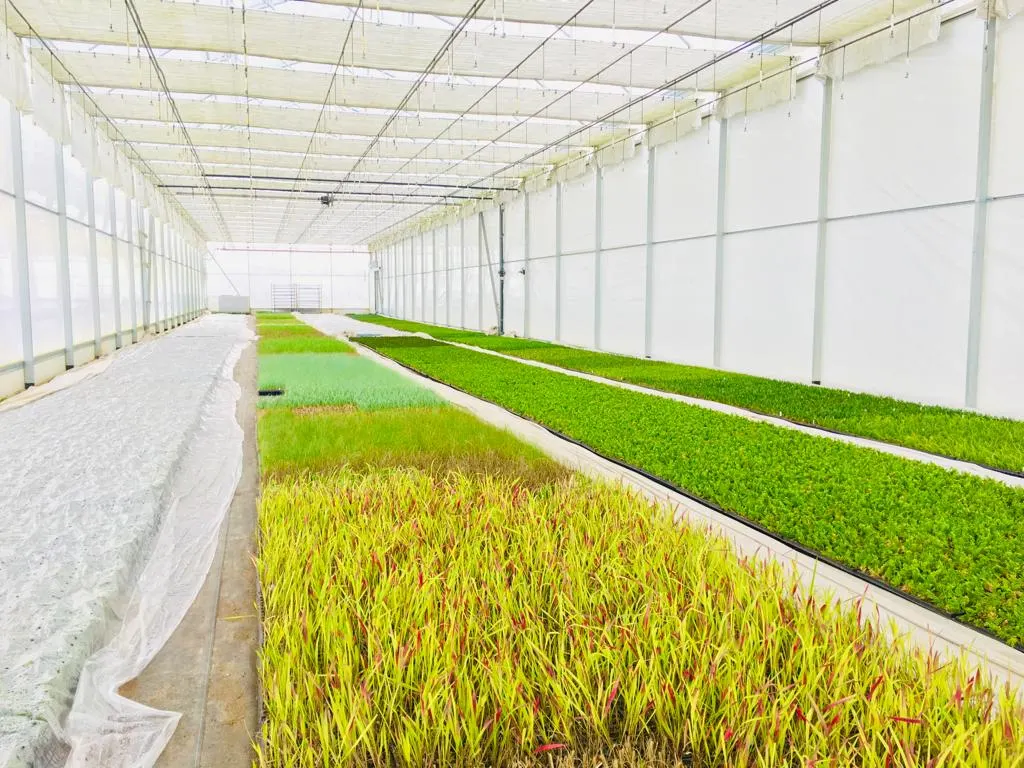 Vaade Marcinków 5 taimeaiast