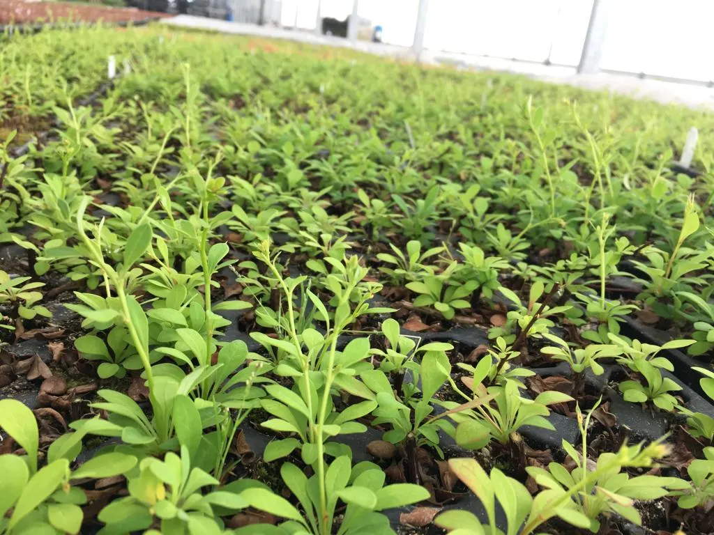 Vaade Marcinków 10 lasteaiast